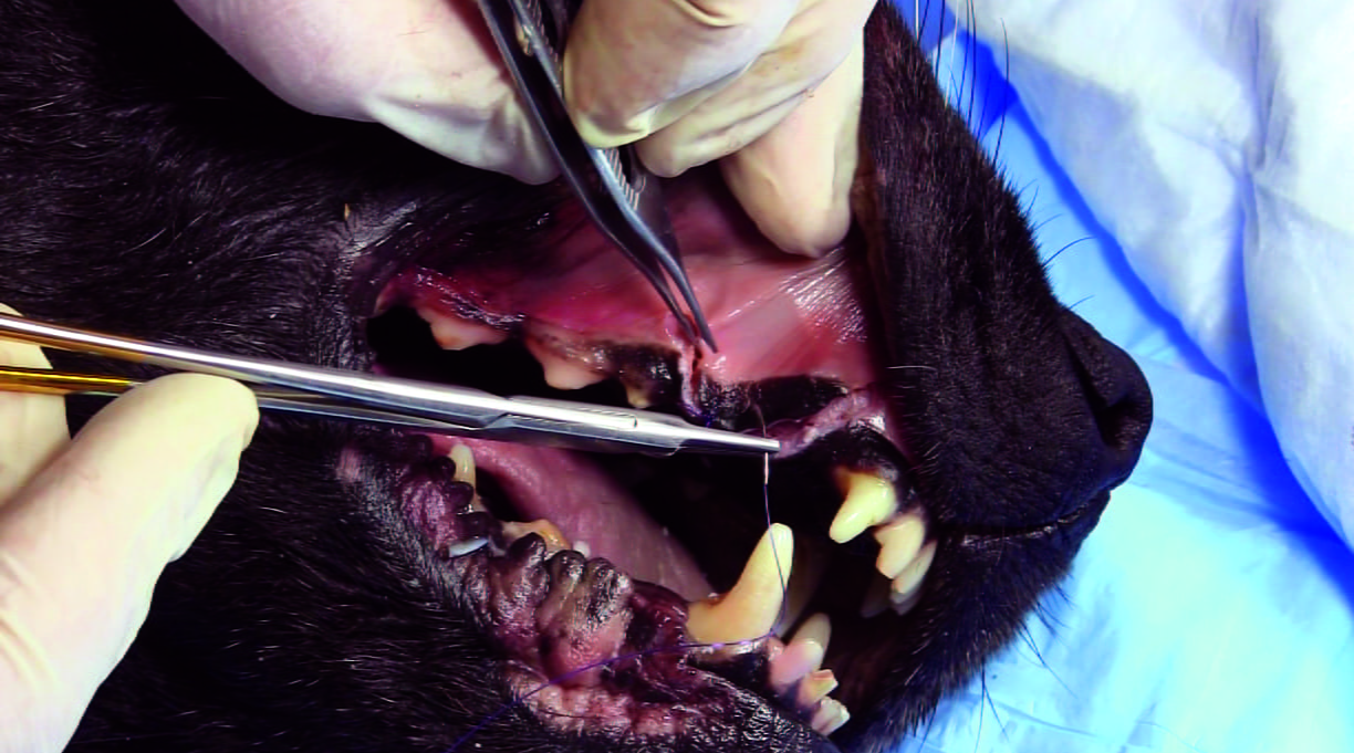 Dental Suturing Canine