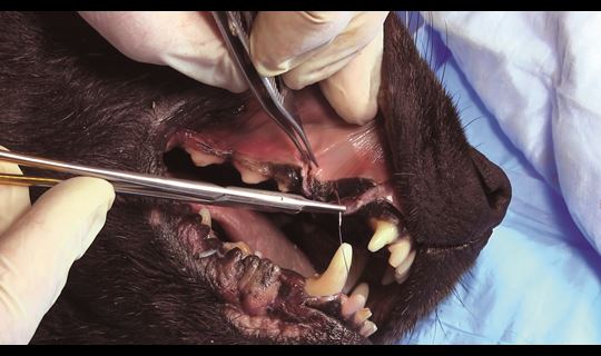 Dental Suturing Canine