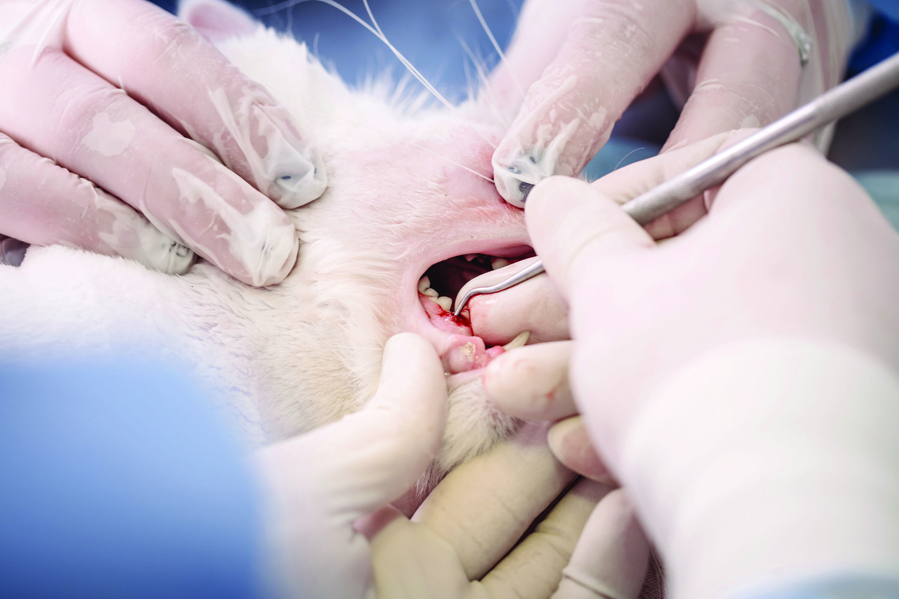 Feline Dental Surgery