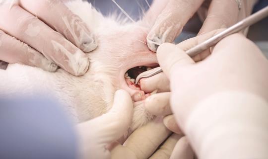 Feline Dental Surgery