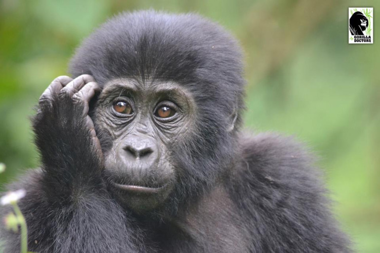 gorilladoctors