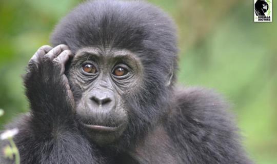 gorilladoctors