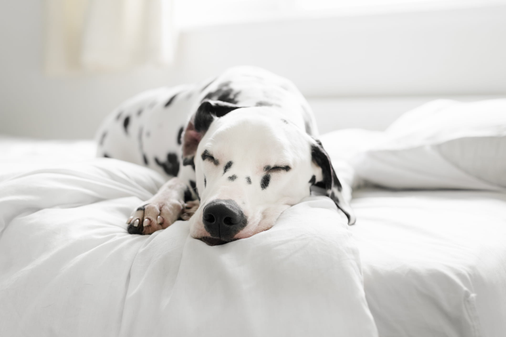 Dog 23
