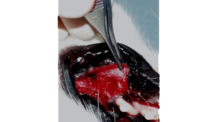Delicate thumb forceps