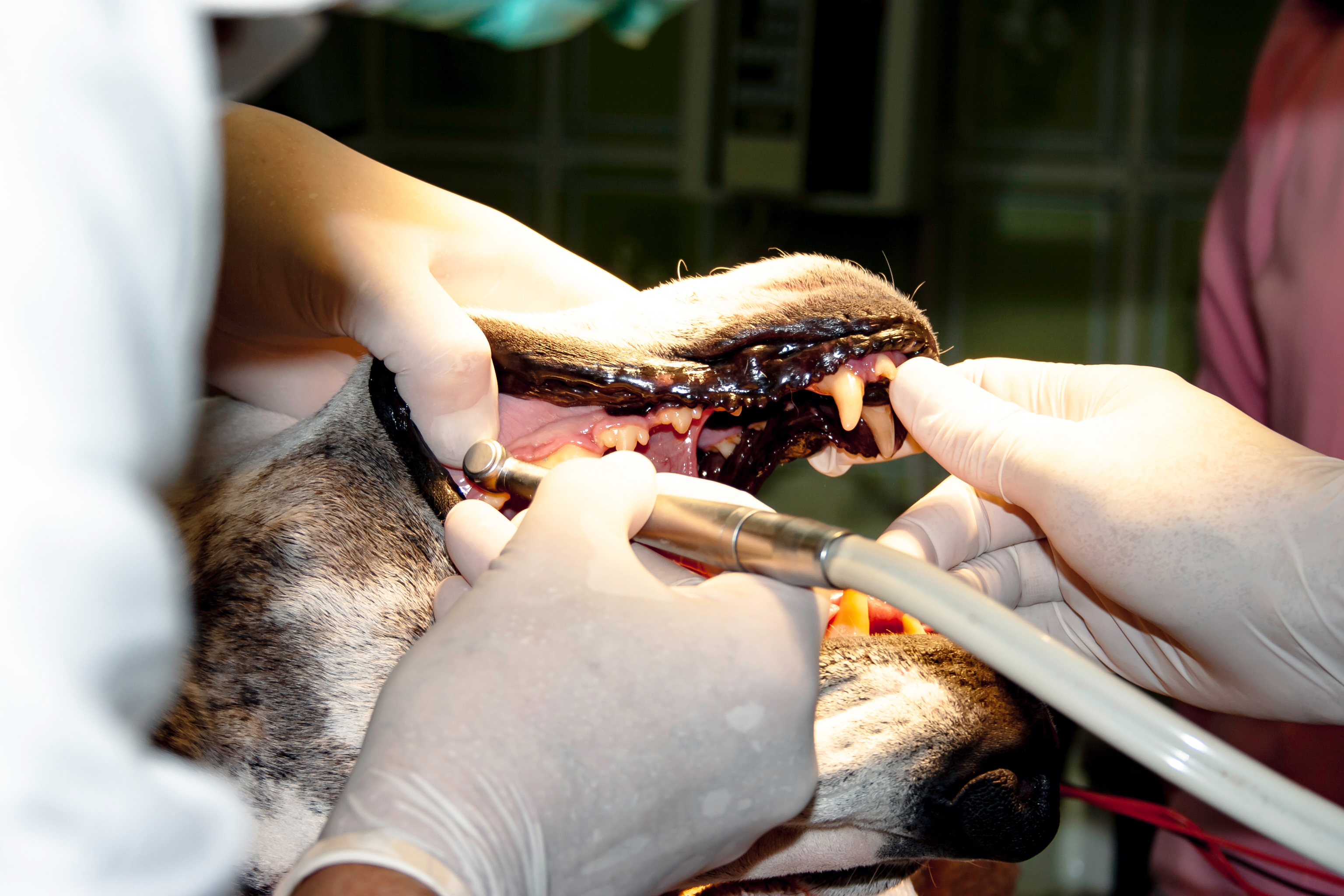 Dental Image - Canine