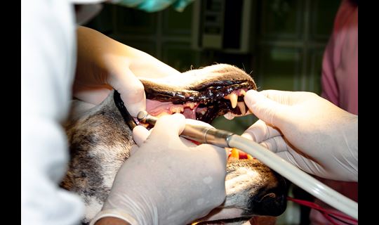 Dental Image - Canine