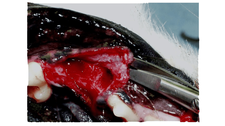 Dissecting scissors in tunnel