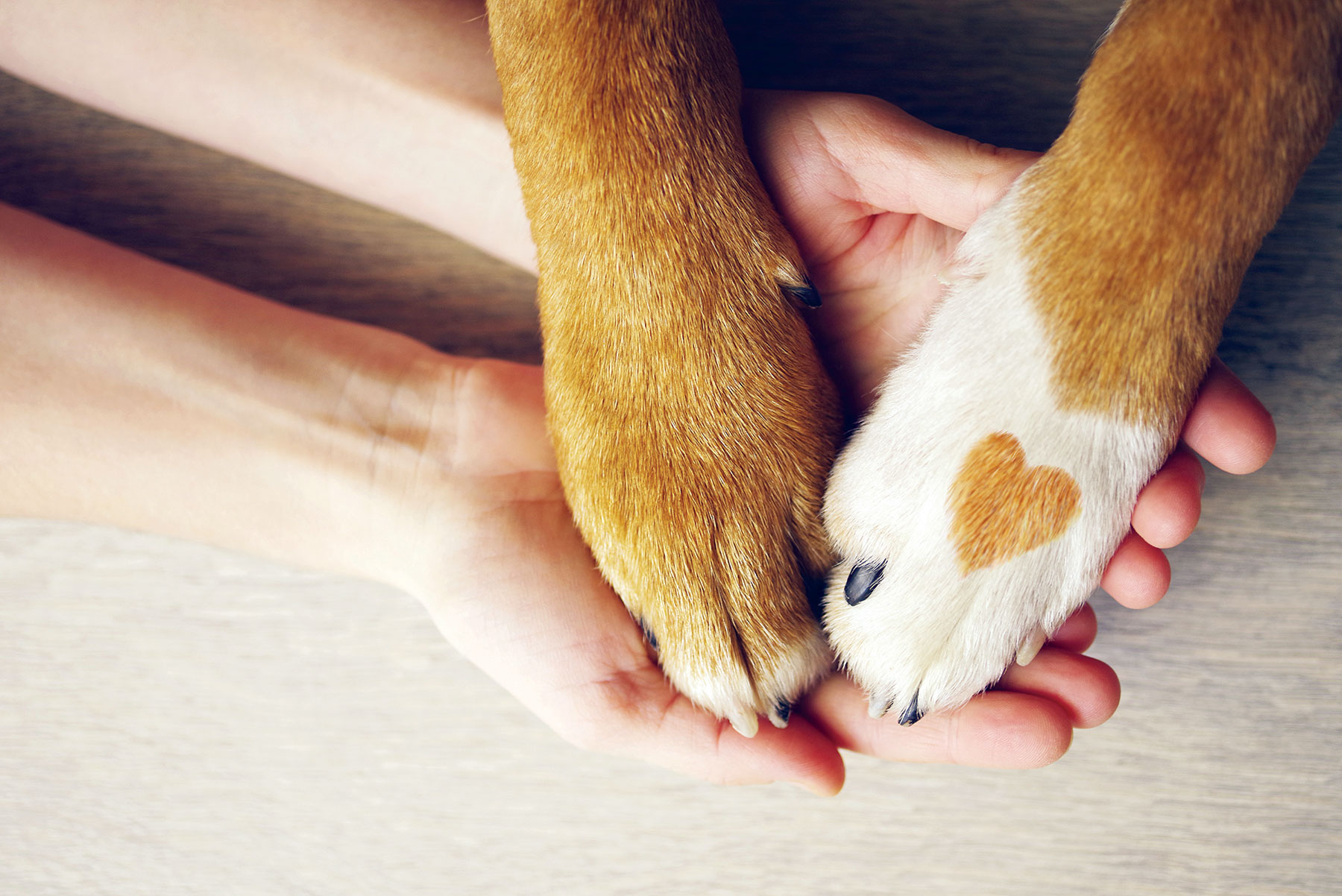 Dog-paws-heart-hands