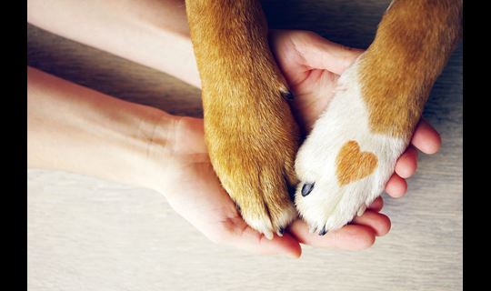 Dog-paws-heart-hands