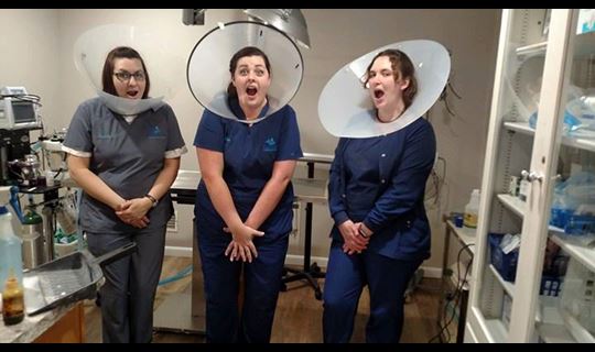 Three vet techs being funny with e-collars on