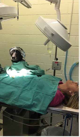 Scott County Animal Hospital
