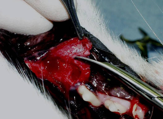 Veterinarian using forceps to control gum flap during dental extraction.