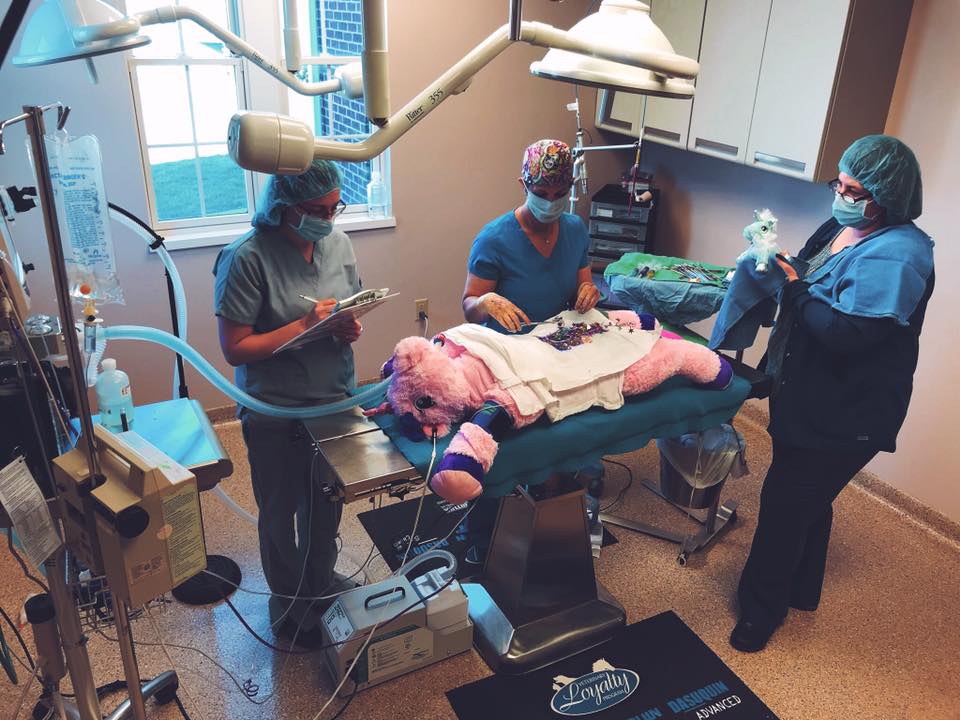 Pretend surgery on a stuffed animal dog