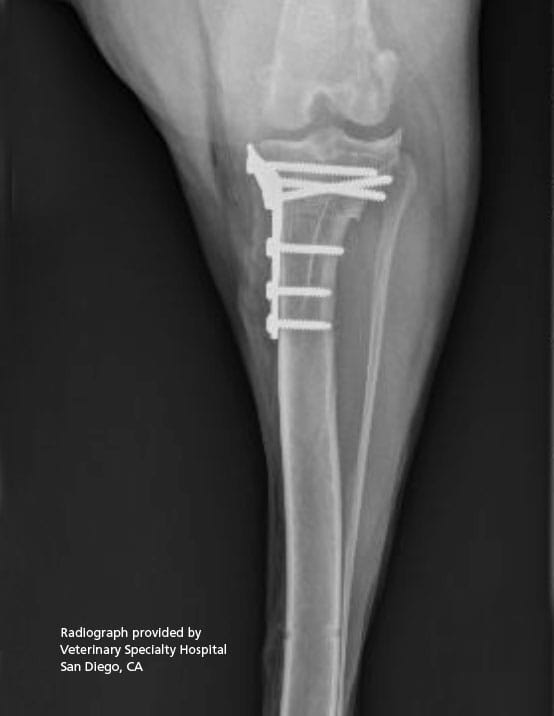 X-ray of a TPLO plate on a bone
