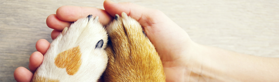dog paws in human hands