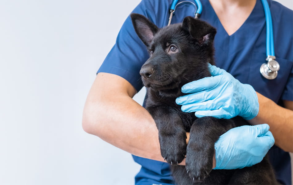vet holding black puppy