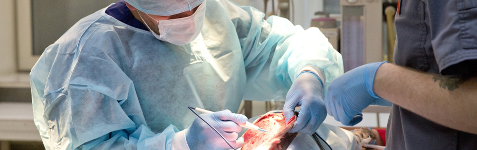 veterinarian surgeon performing surgery with assistant