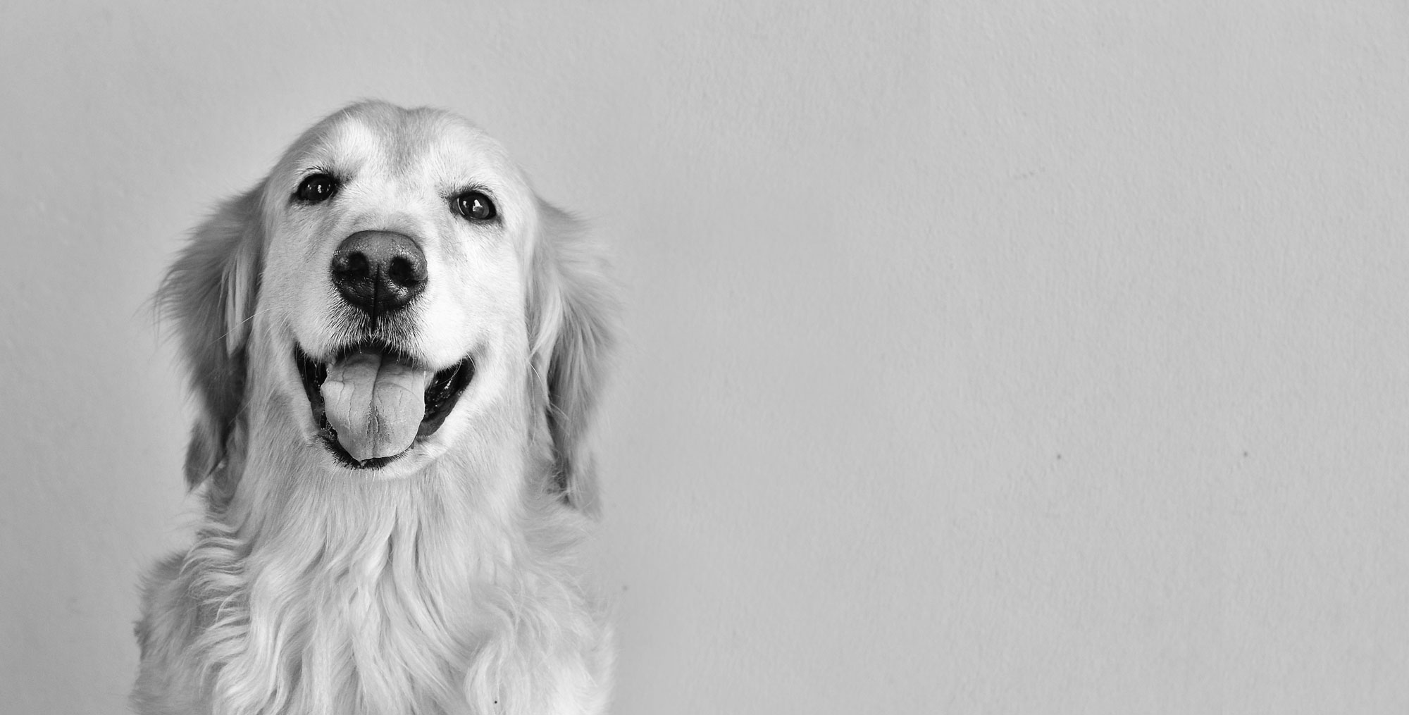 Happy looking dog