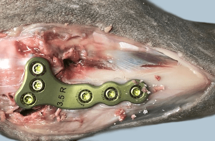 Hands-On Wet Lab CE TPLO TTA Lateral Suture