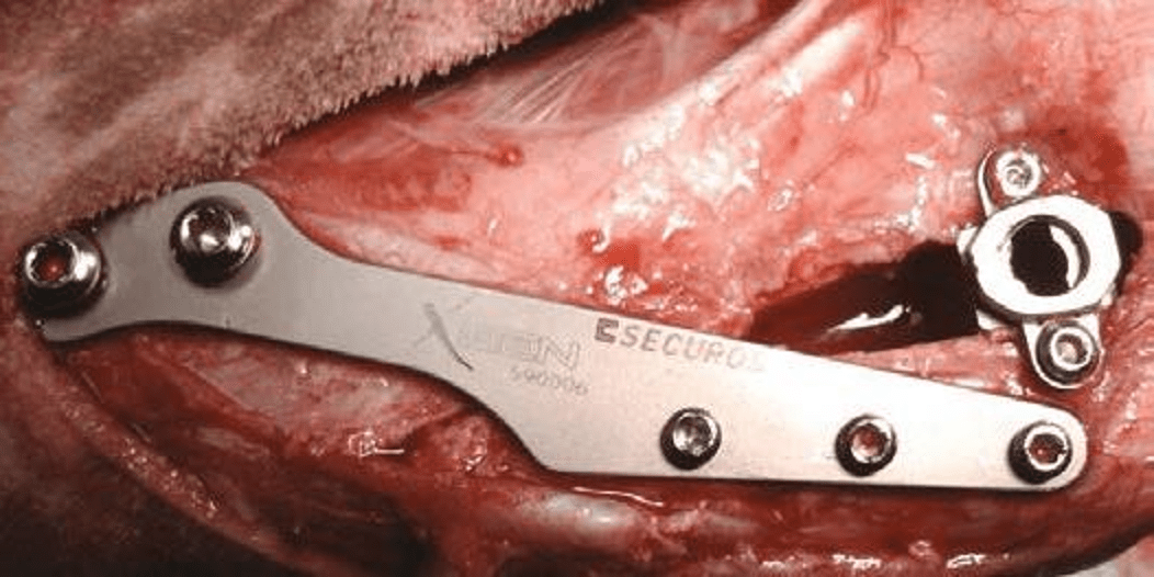 Close-up of a TPLO plate on dog in surgery