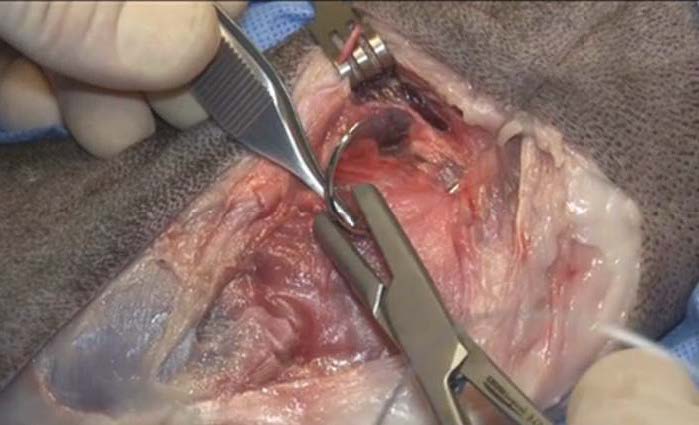 Close-up of a surgery with a suture sewing up a dog