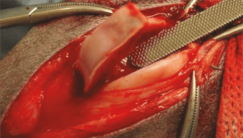 Close-up of instruments in an open wound of a dog